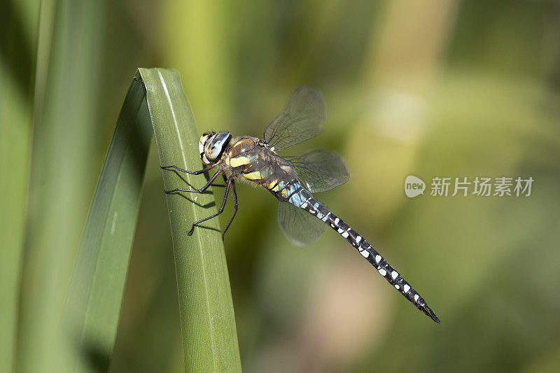 流动小贩蜻蜓。Aeshna mixta